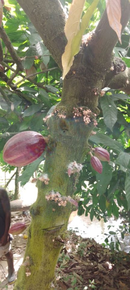 COCOA TREE